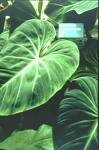 philodendron2