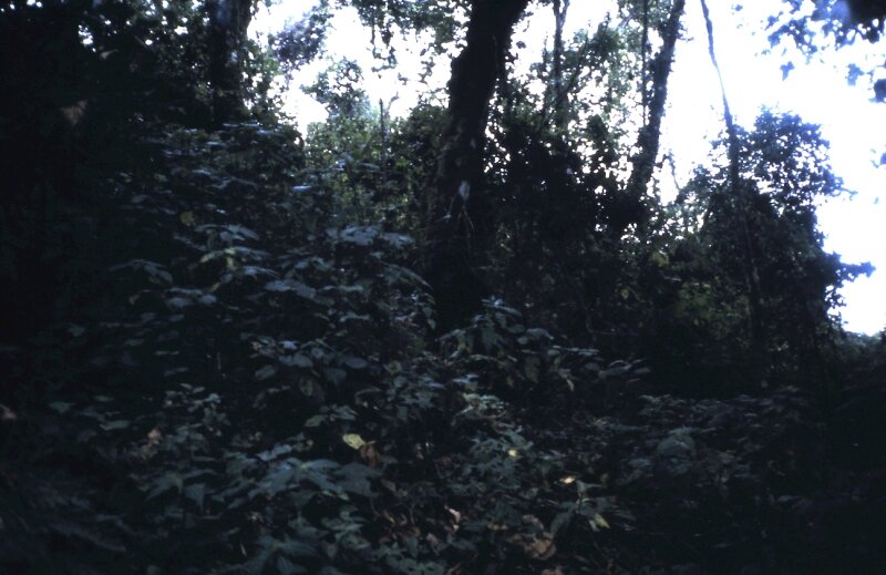 zaire foret gorilles r