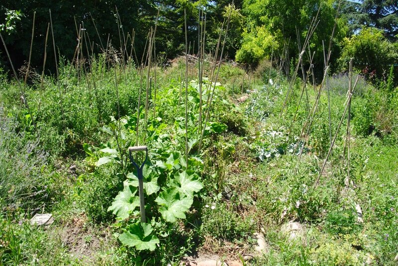 potager20170703_0003