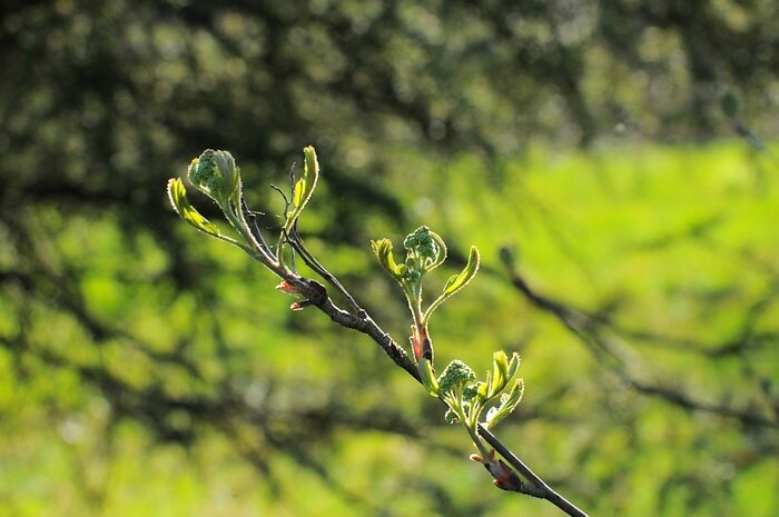 bourgeons de sorbier