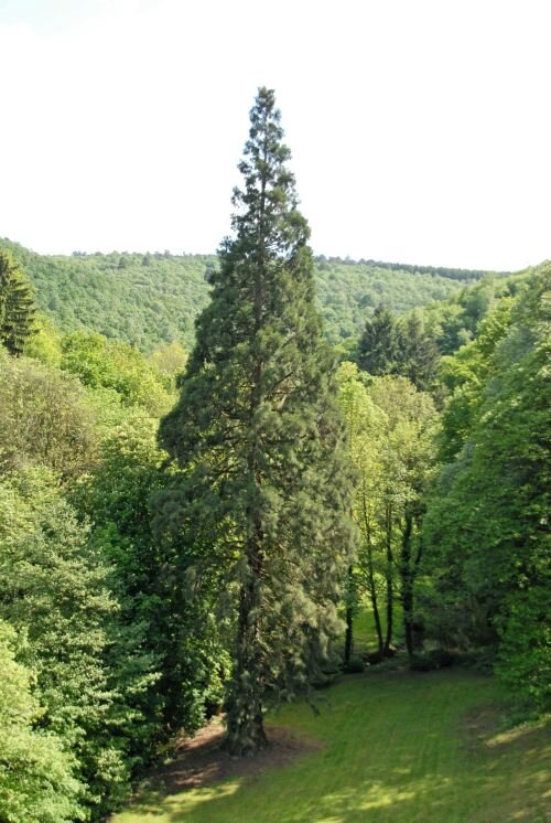 01 - séquoia - Château bleu - 11-05-2007