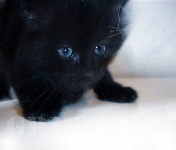 SullyGRIFELINS