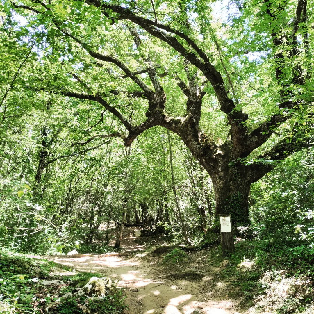 Sare, Sare-Zugarramurdi, arbre, insta (64)