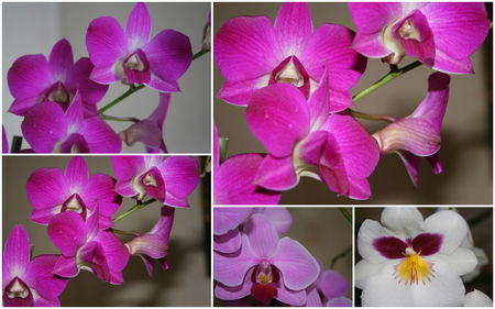 orchid_e_rose_2