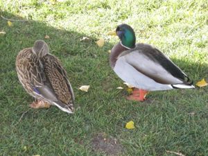 canards chaud