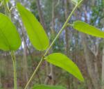 photo 4- jeunes feuilles opposées de E maculata