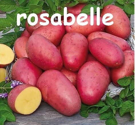 rosabelle