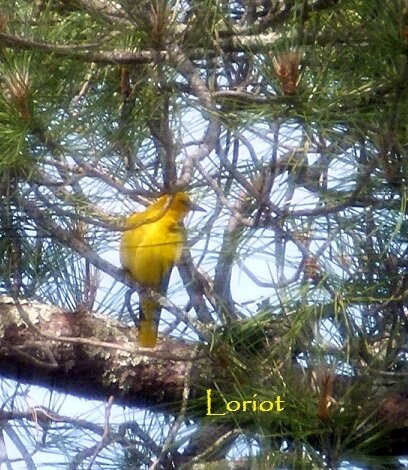 loriot