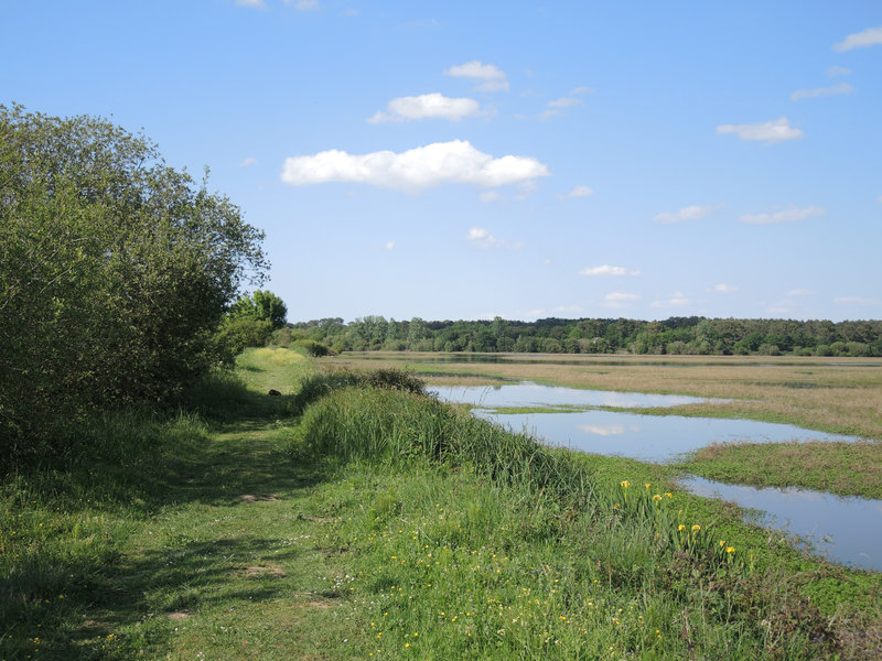 Marais d'Orx, marais de Burret, sentier (40)