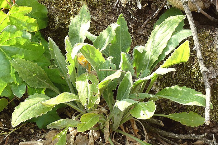 feuilles radicales en rosace lâche limbe obovale sinué denté atténué en pétiole