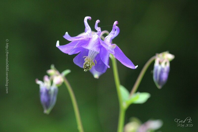 Aquilegia vulgaris