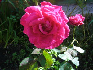 rose_rouge_au_soleil