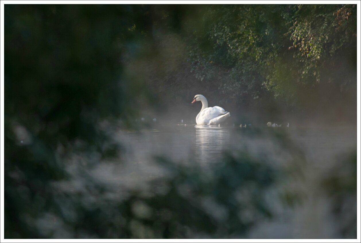 Cognac cygnes matin 231014 10