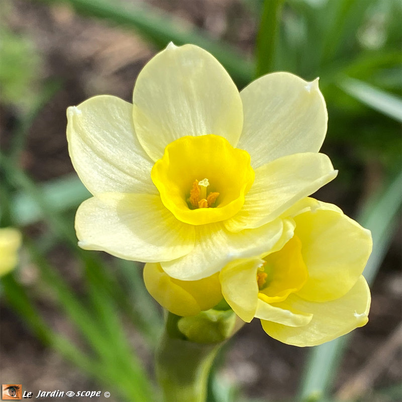 Narcisse-botanique-Minnow