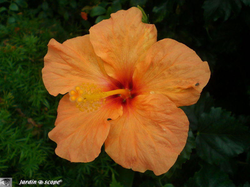 8879-Hibiscus