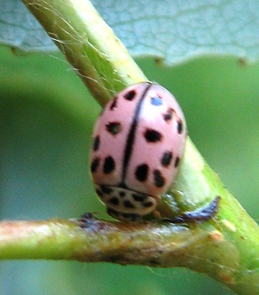 Coccinelle rose Galerie des insectes et arachnides de ma r gion