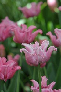 IMG_2543copie2