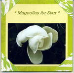 Magnolias_for_ever_fermee