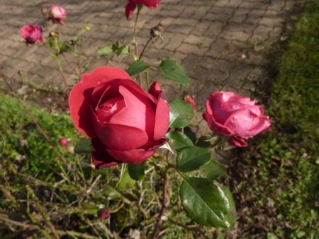 roses_du_24_novembre