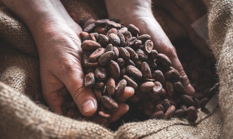 Header-Le-fruit-de-la-recolte-de-cacao-de-la-plantation-DIOGO-VAZ