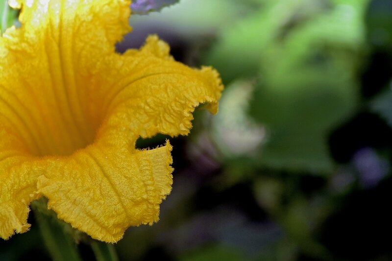 fleur