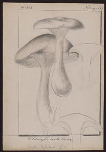 Gillet_Clitocybe_Nebularis_3