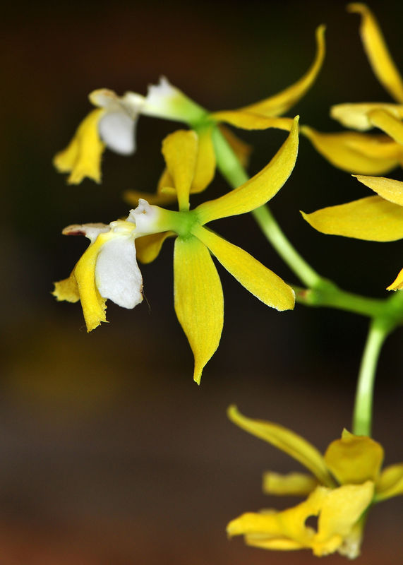 _DSC0153_Epidendrum_stamfordianum