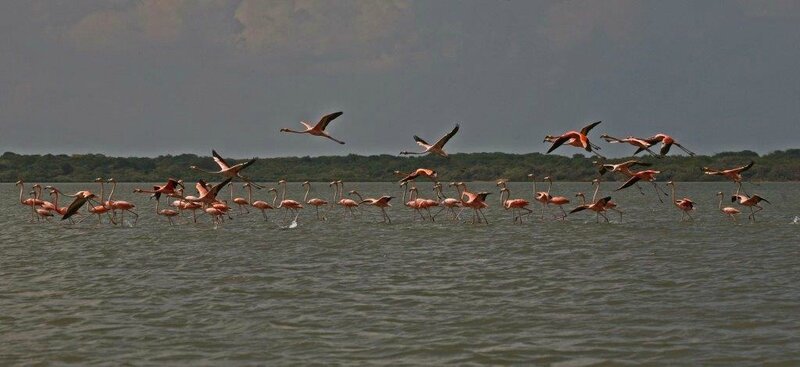 CAMARONES - SANCTUAIRE LOS FLAMENCO (9)