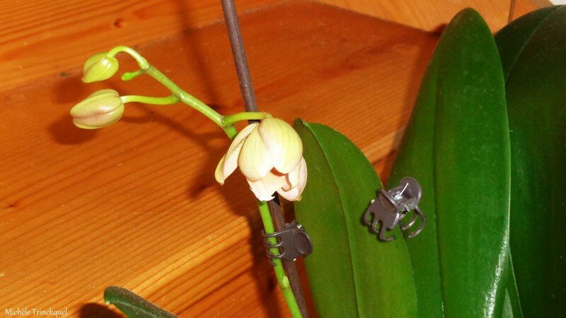 Orchidée rose 200216