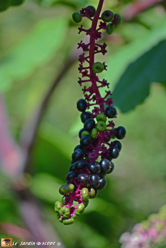 Phytolacca-decandra-4