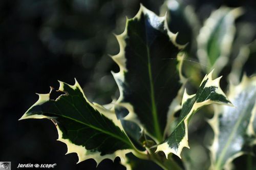 Ilex sp.