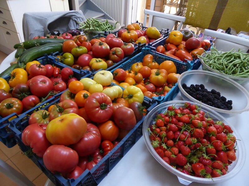 17-tomates, fraises, mûres, haricots, courgettes, concombres, aubergines (5)