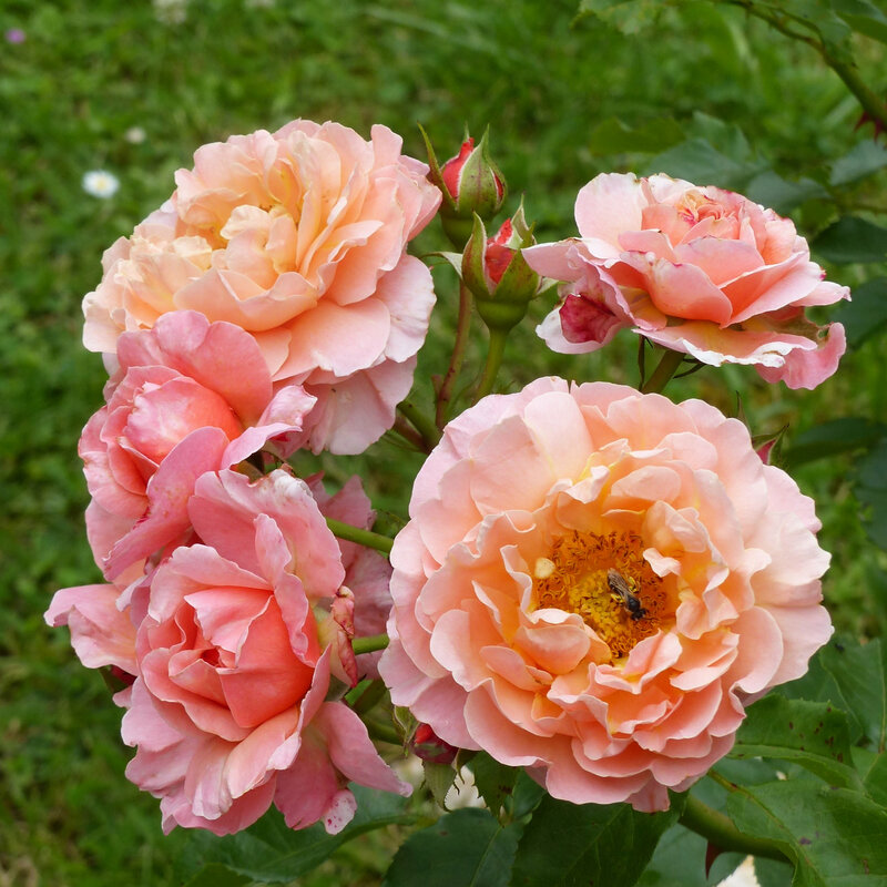rose marie curie