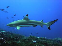 black tip reef shark (requin à pointe noire) photo internet