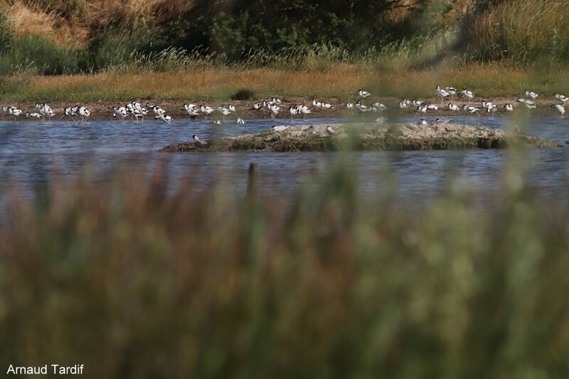 00623 Bretagne Sarzeau - Les Marais de Suscinio