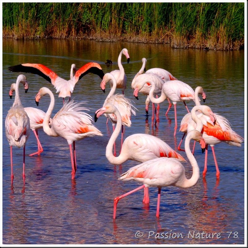 Le flamant rose de Camargue