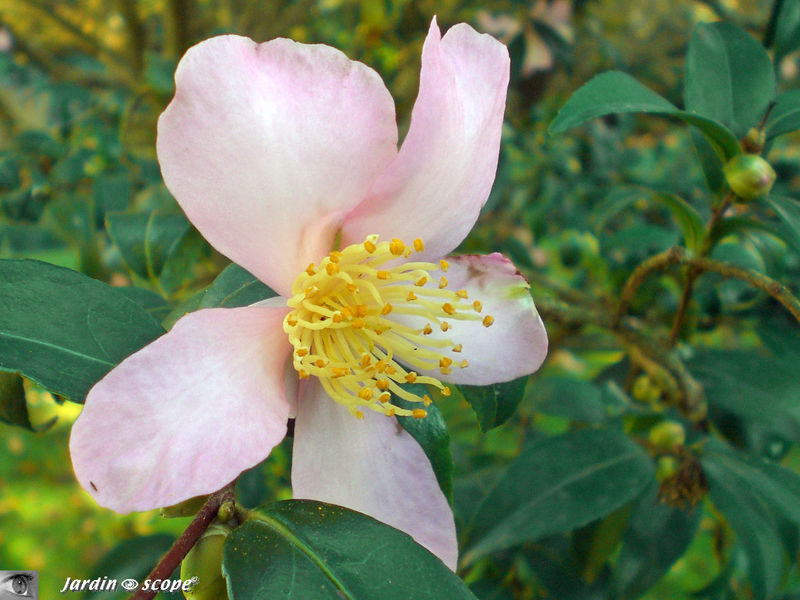 Camellia Sasanqua 'Splendour'
