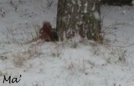 130223_ecureuil
