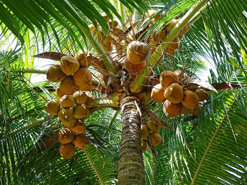 coconuts-892580_1280