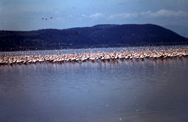 nakuru flamand r