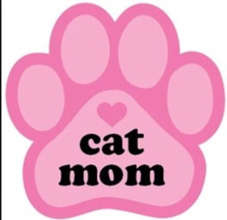 8b2b49e285a845b039056b2a13af2447--hate-cats-i-love-cats