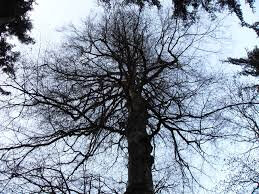 arbre hiver 4