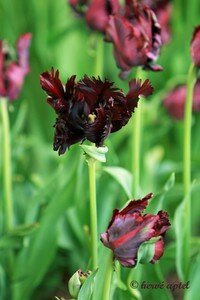IMG_2293copie2