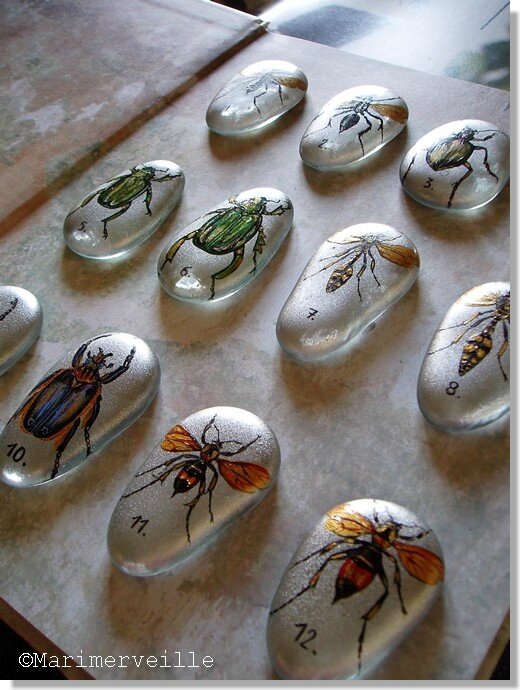 collection entomologie