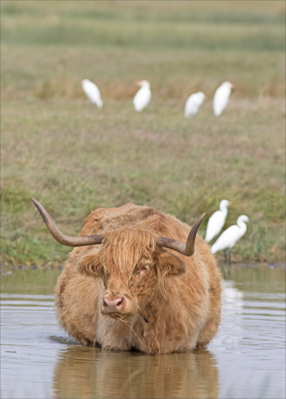 MS Brouage 260817 32 vache eau