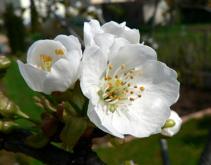 cerisier