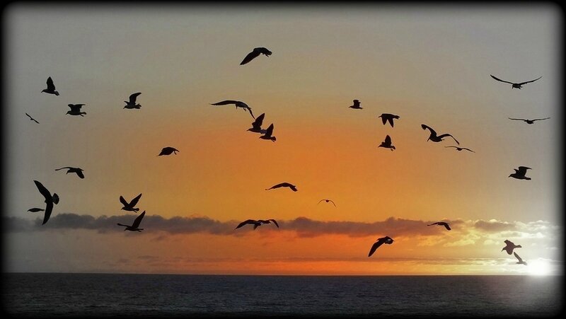 birds