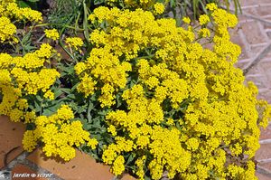 Aurinia-saxatile-2