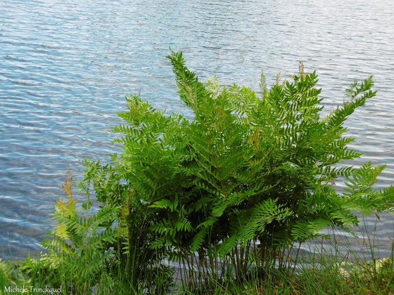 Etang de la Glacière 080618