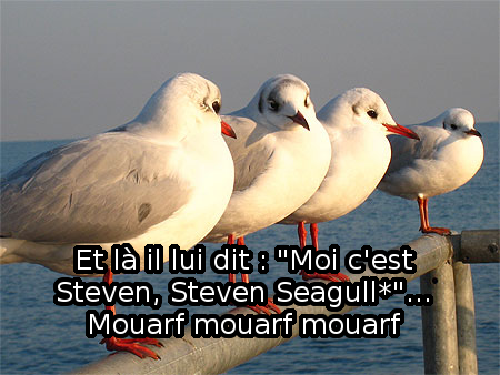 Ete - seagull